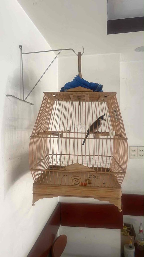 Chim Chào Mào Lồng tre. Mua bán Chim tại Quận Hải Châu Đà Nẵng được đăng bởi Thành hình 1