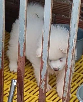 Chó Samoyed Trắng tuyết 50 ngày tuổi