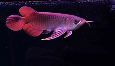 Thanh lý huyết long sepauk size 26cm. Mua bán Thú cưng khác tại Quận Tân Bình Tp Hồ Chí Minh được đăng bởi Duy Fish