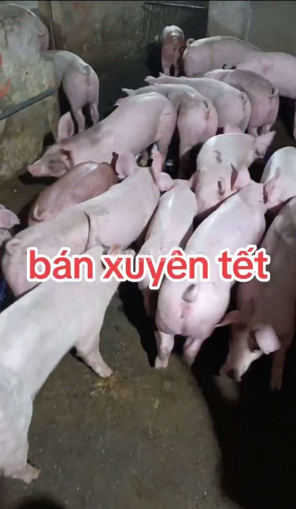 Heo tươi sống khỏe mạnh 💯 15kg đến 50kg❤️❤️❤️