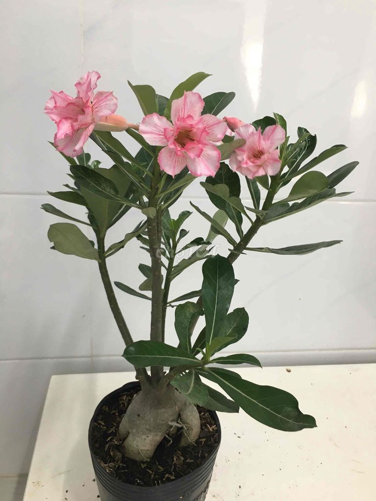 sứ hạt. Mua bán Cây cảnh, đồ trang trí tại Quận 7 Tp Hồ Chí Minh được đăng bởi Nga Trần hình 1