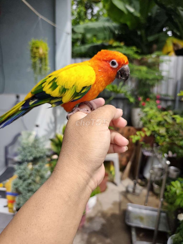 Vẹt Sun Conure vàng đẹp. Mua bán Chim tại Huyện Hóc Môn Tp Hồ Chí Minh được đăng bởi Hiển Lê hình 1
