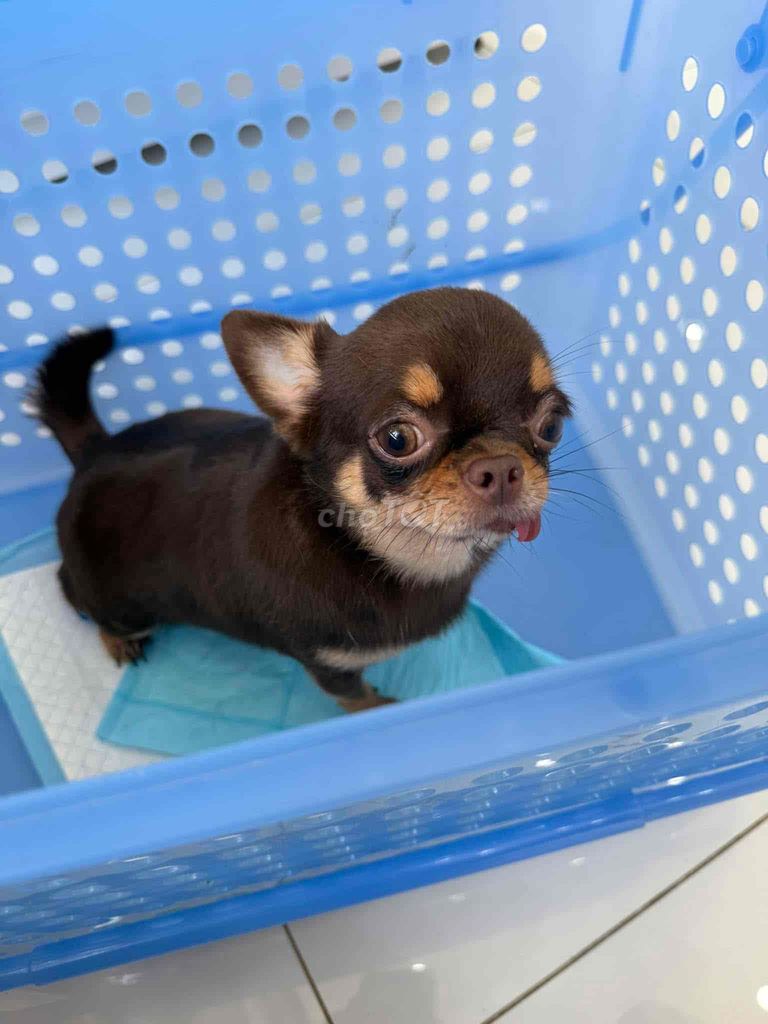 nhận mở phối giống chó chihuahua màu sôcôla