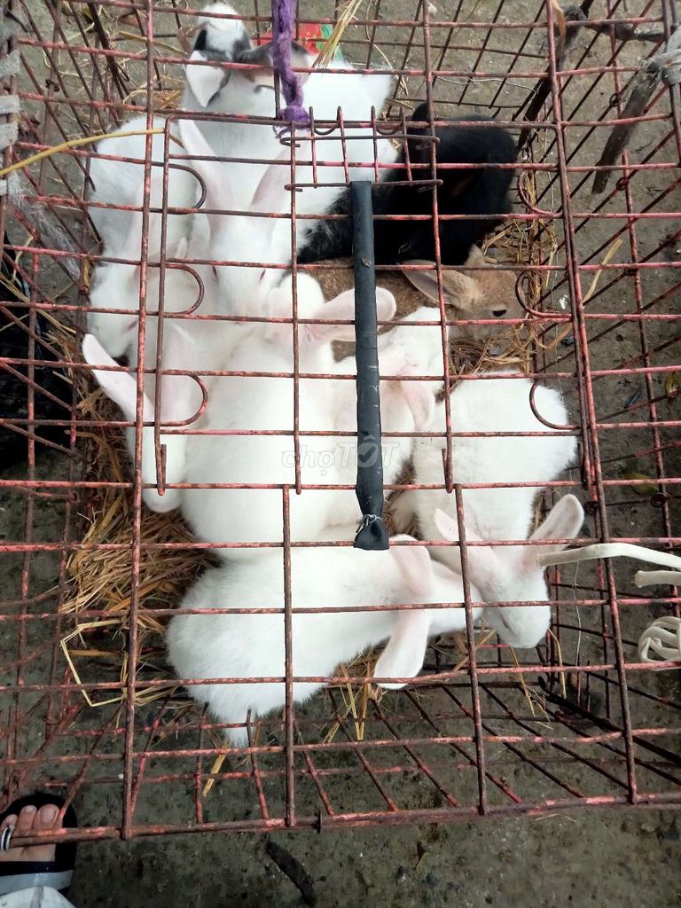 trại thụy phưong bán thỏ con. Mua bán Thú cưng khác tại Quận Long Biên Hà Nội được đăng bởi tổng kho gia dụng  hình 1