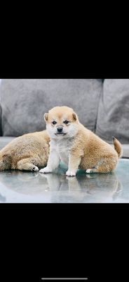 Shiba inu thuần chủng