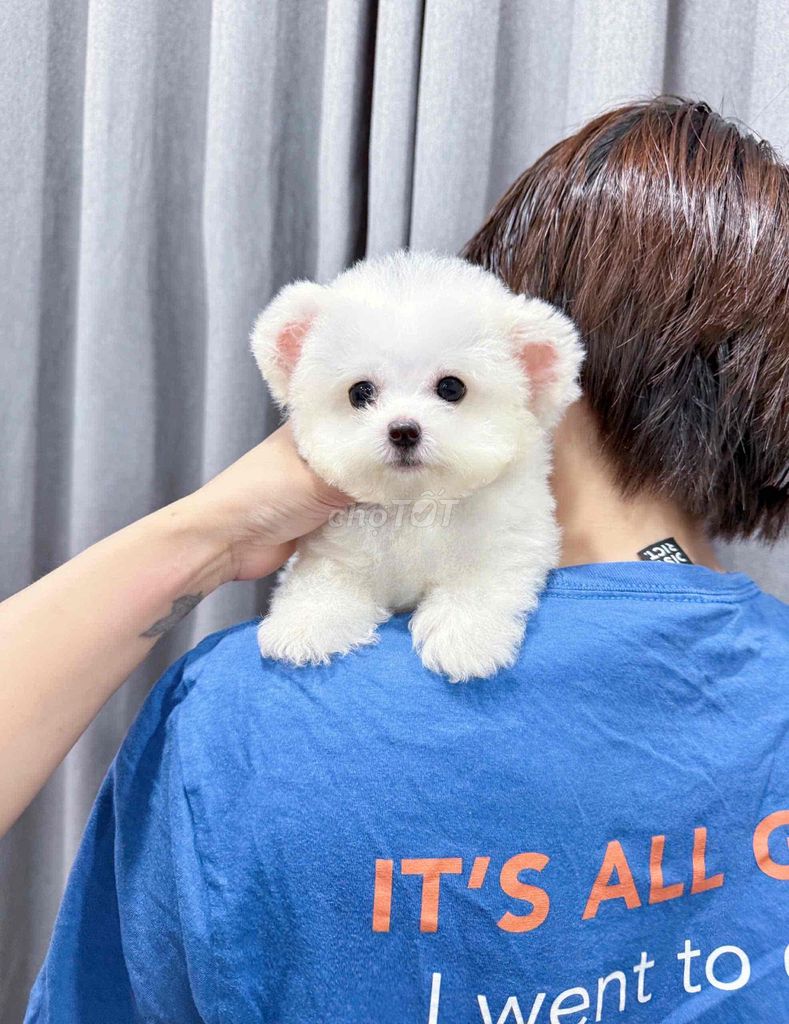 Chó Bichon. Mua bán Chó tại Quận Long Biên Hà Nội được đăng bởi ViVi An hình 1