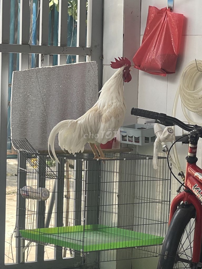 Gà cảnh Trắng 1 cặp. Mua bán Gà tại Thành phố Dĩ An Bình Dương được đăng bởi Thang Le hình 1