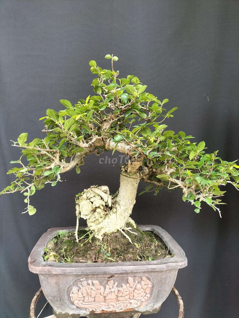 Thanh lý duối bonsai. Mua bán Cây cảnh, đồ trang trí tại Huyện Ý Yên Nam Định được đăng bởi Đinh Cúc hình 1