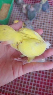 Vẹt Lovebird Vàng Đẹp