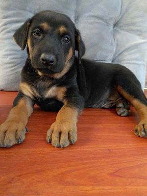 Rottweiler dòng to canh nhà giỏi. Mua bán Chó tại Huyện Bình Chánh Tp Hồ Chí Minh được đăng bởi Nguyễn Kim Oanh