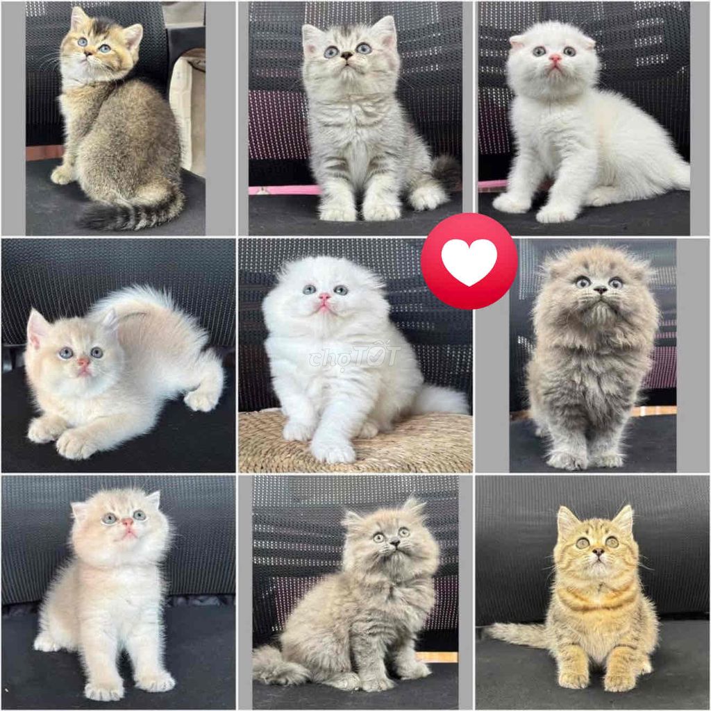 Mèo Munchkin 2 tháng. Mua bán Mèo tại Thành phố Thủ Đức Tp Hồ Chí Minh được đăng bởi minh chiến hình 1