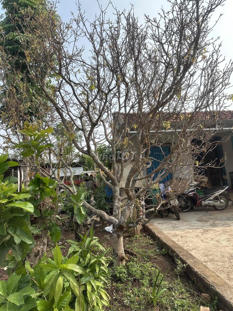 Cây cảnh Mai vàng cổ thụ dáng đẹp. Mua bán Cây cảnh, đồ trang trí tại Quận 7 Tp Hồ Chí Minh được đăng bởi Quý hình 1