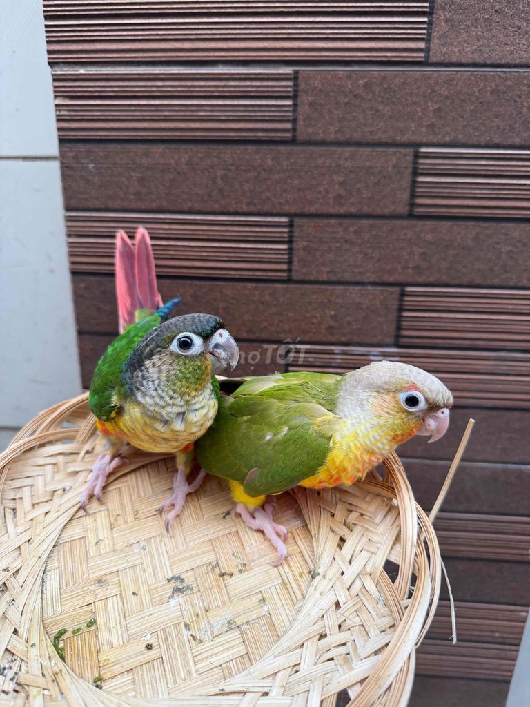 Chim Green Cheek Conure Non Nhiều màu. Mua bán Chim tại Quận Tân Phú Tp Hồ Chí Minh được đăng bởi Thủy huỳnh hình 1