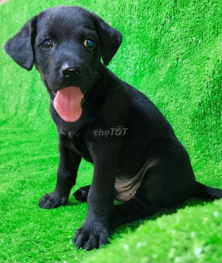 Chó Labrador lai đực đen tuyền. Mua bán Chó tại Quận 6 Tp Hồ Chí Minh được đăng bởi Tiger  hình 1