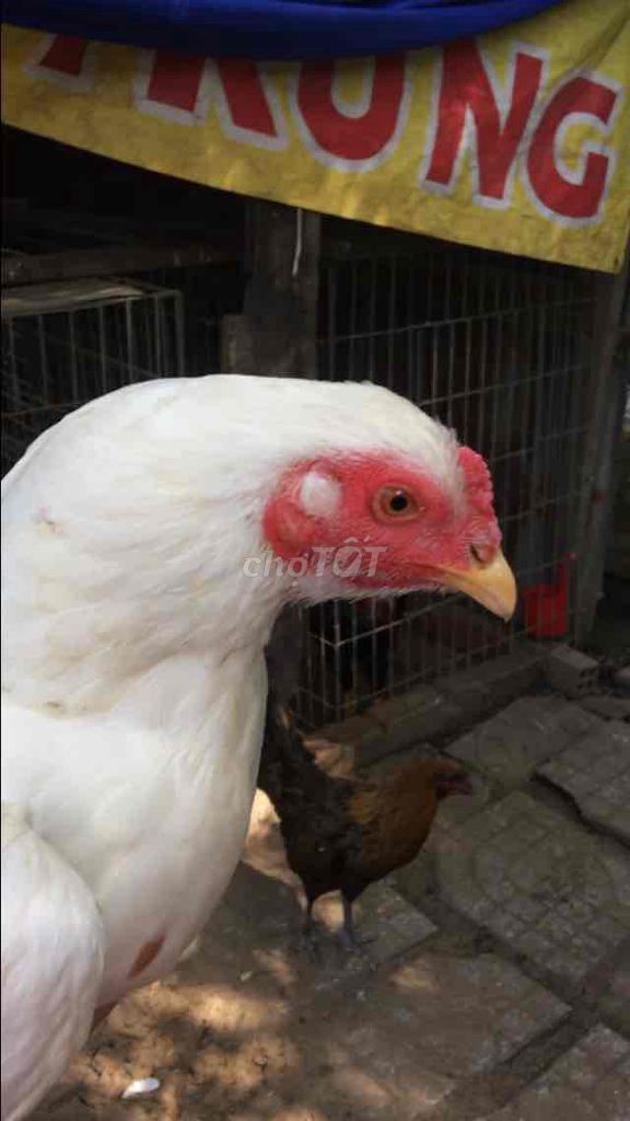 Gà mái nòi thái mỹ gà mái nặng 2250 gr. Mua bán Gà tại Quận Cái Răng Cần Thơ được đăng bởi Trai Can Tho 65 hình 1
