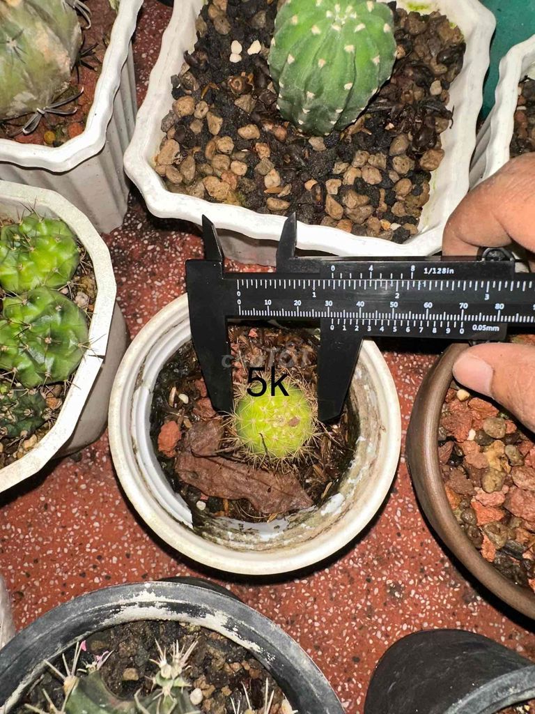 Xương rồng Mini trang trí ban công. Mua bán Cây cảnh, đồ trang trí tại Huyện Kế Sách Sóc Trăng được đăng bởi Phước Khánh hình 1