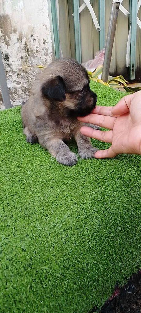  Poodle lai sintuzu( 700gam) . Mua bán Chó tại Quận 12 Tp Hồ Chí Minh được đăng bởi no love hình 1