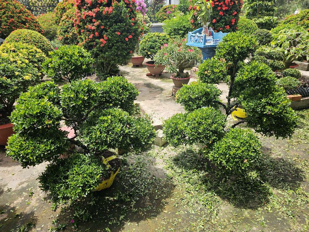 Trang cam hột gà tay cành tứ diện diện. Mua bán Cây cảnh, đồ trang trí tại Huyện Châu Thành Tiền Giang được đăng bởi Vườn mẫu đơn Lê Tấn hình 1