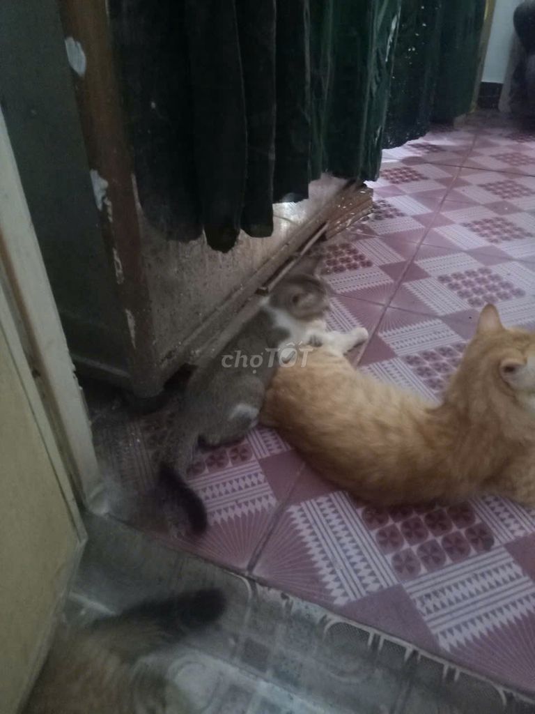 Mèo Vàng Đực Cái Khỏe Mạnh Đáng Yêu. Mua bán Mèo tại Quận Cầu Giấy Hà Nội được đăng bởi Le Kimhang hình 1