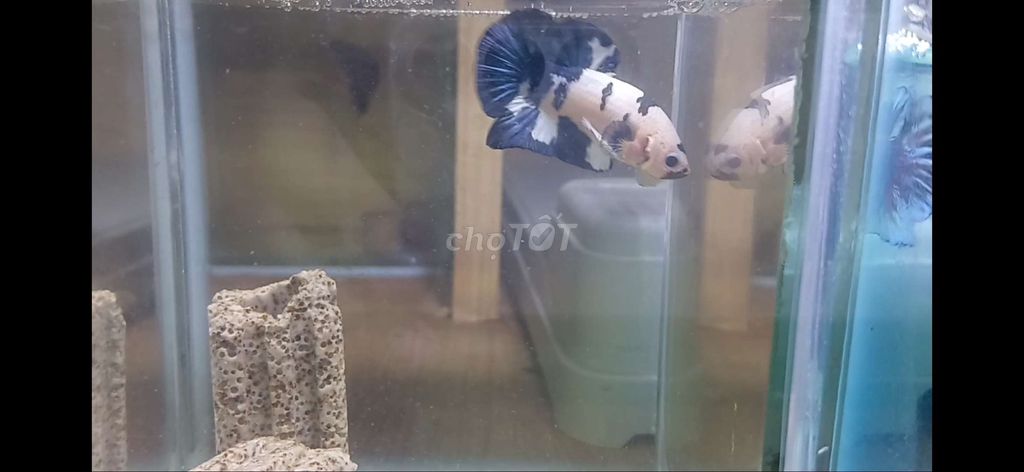 Betta mable dot + kèm mái. Mua bán Thú cưng khác tại Quận 8 Tp Hồ Chí Minh được đăng bởi Khiêm Đoàn diệp gia hình 2
