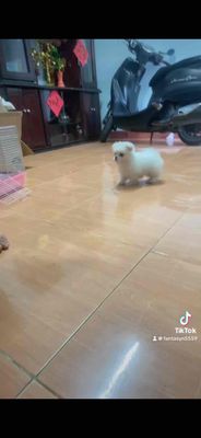 Chó Phốc Sóc lai Chihuahua cái 4 tháng