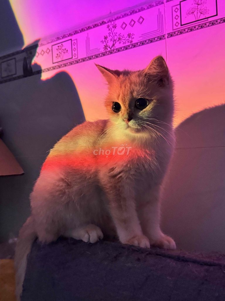 Mèo Golden cái hơn 1 năm. Mua bán Mèo tại Quận 7 Tp Hồ Chí Minh được đăng bởi Thanh Thảo Nguyễn hình 1