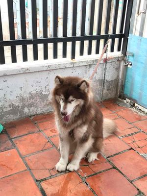 chó Alaska - màu Nâu Đỏ - 1 năm tuổi - 25-30kg