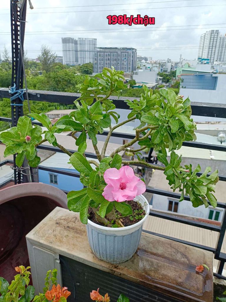 Chậu hoa sứ Kỳ Duyên Hồng Sẵn HOA NỤ. Mua bán Cây cảnh, đồ trang trí tại Quận 6 Tp Hồ Chí Minh được đăng bởi sunshine  hình 1
