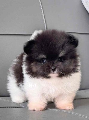 Chó Phốc Sóc bò sữa