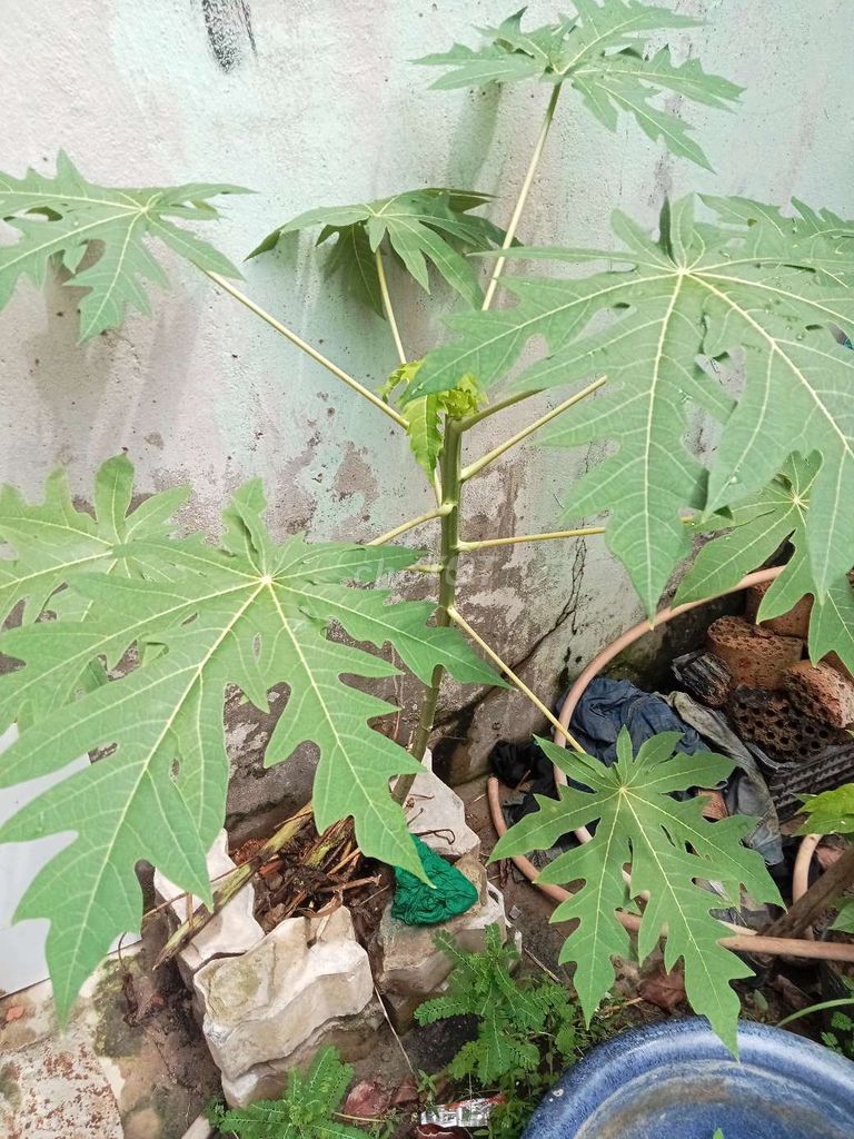 Cây đu đủ 1m ngọt lịm. Mua bán Cây cảnh, đồ trang trí tại Huyện Nhà Bè Tp Hồ Chí Minh được đăng bởi Nghĩa hình 1