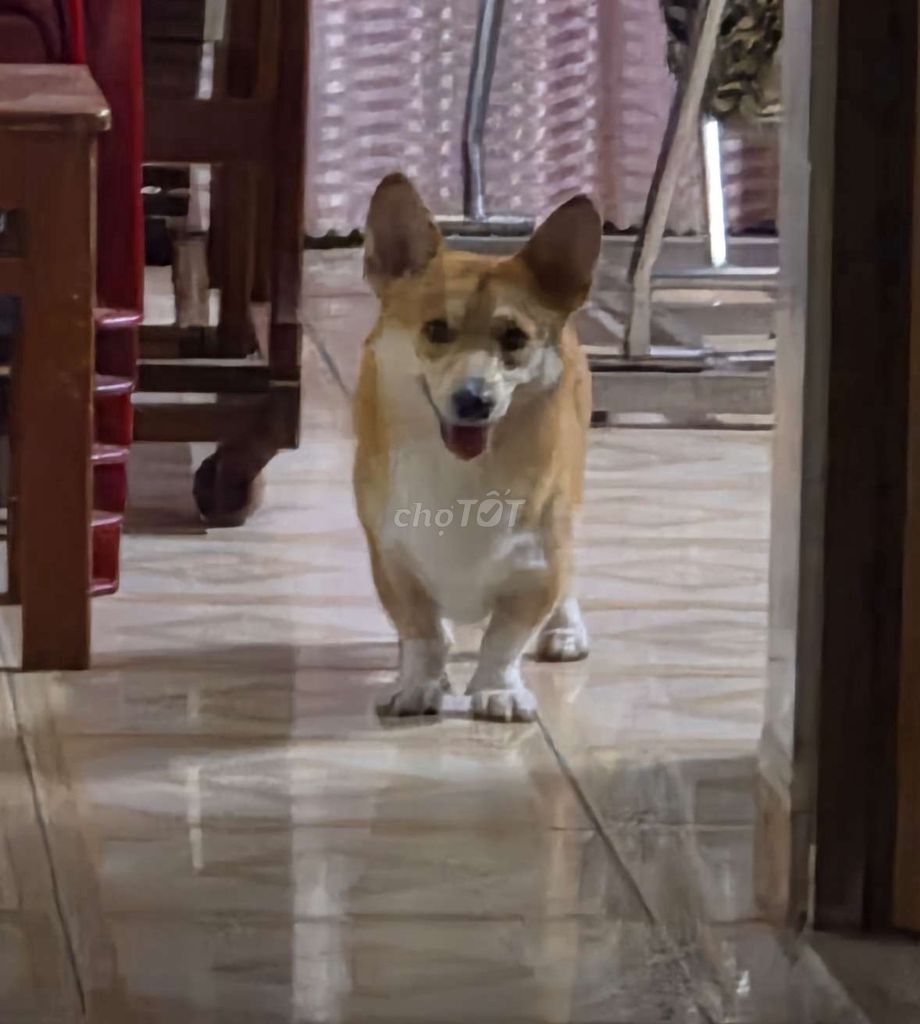 Chó Corgi Đực Vàng Trắng 9 tháng Đã tiêm phòng. Mua bán Chó tại Thành phố Thủ Dầu Một Bình Dương được đăng bởi Thuỳ Linh hình 1