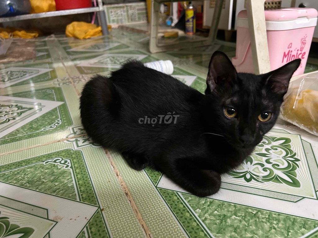 Mèo con Đen, Vằn Đực, Cái. Mua bán Mèo tại Thành phố Thủ Đức Tp Hồ Chí Minh được đăng bởi Lê Bảo hình 1