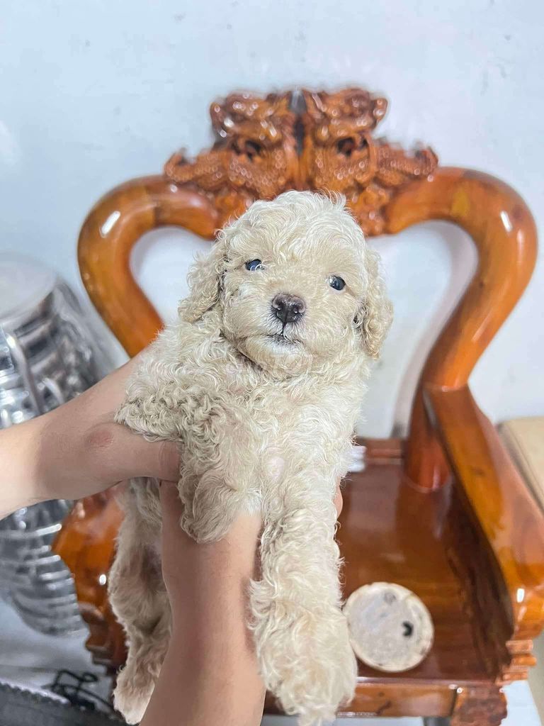 Cần gã bé poodle ạ