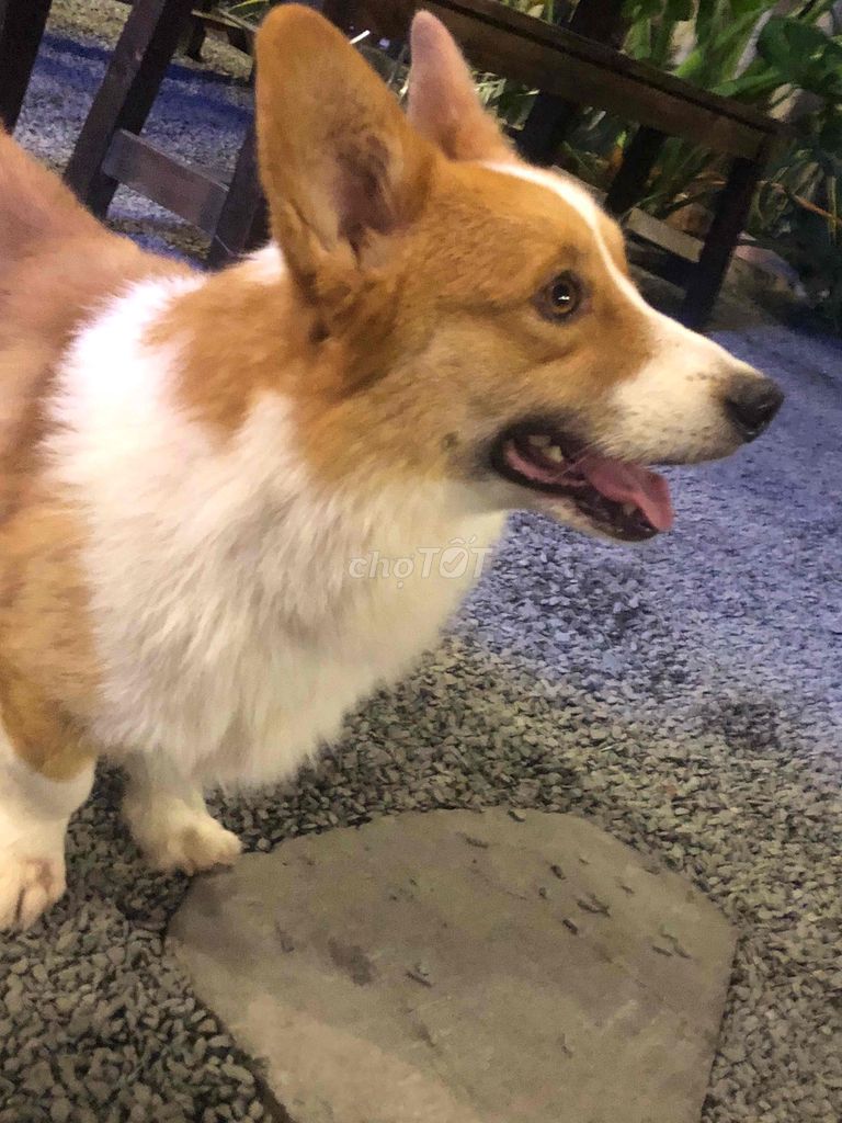 Chó Corgi đực 1 tuổi. Mua bán Chó tại Huyện Chơn Thành Bình Phước được đăng bởi Hào Phát  hình 1