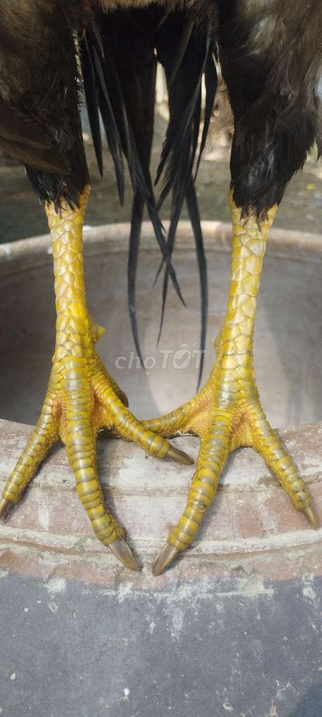 Điều tơ 2kg650 trạng 2kg8 mới nhốt chưa xổ xẹt. Mua bán Gà tại Huyện Mỹ Xuyên Sóc Trăng được đăng bởi Danh hình 1