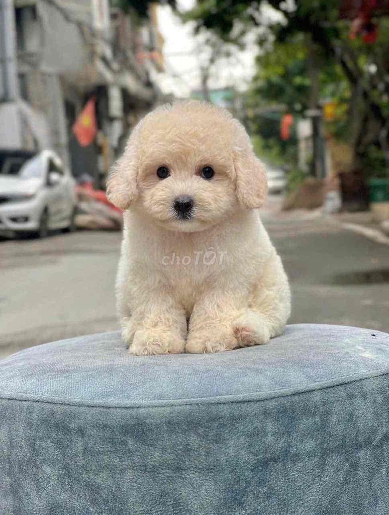 chó nhà đẻ, 2 đàn poodle thuần chủng. Mua bán Chó tại Huyện Hóc Môn Tp Hồ Chí Minh được đăng bởi Bảo Ngọc hình 1