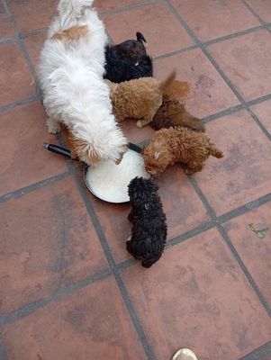 bán chó lông xù lai tại Thái Bình