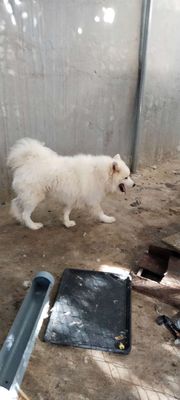 Chó Samoyed đực trắng tuyết trên 1 tuổi