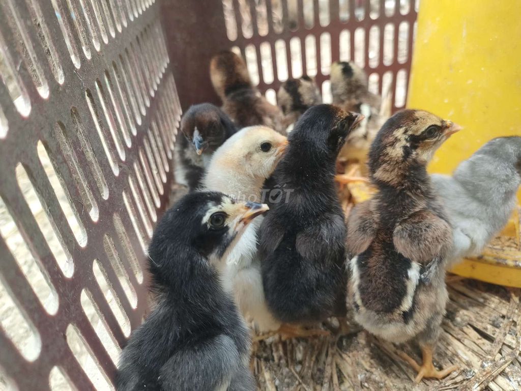 Gà con Đa sắc. Mua bán Gà tại Thành phố Biên Hòa Đồng Nai được đăng bởi Bông Black hình 1
