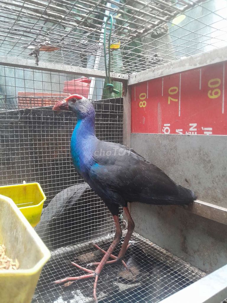 Chim cảnh các màu trống 2 tháng đã tiêm. Mua bán Chim tại Thành phố Tân An Long An được đăng bởi Nghiã hình 1