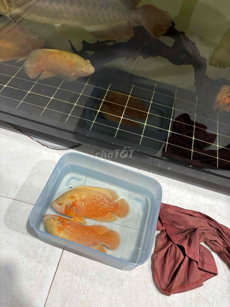 Cá tai tượng Albino size bàn tay. Mua bán Thú cưng khác tại Thành phố Vĩnh Long Vĩnh Long được đăng bởi Đỉnh Nguyễn hình 1