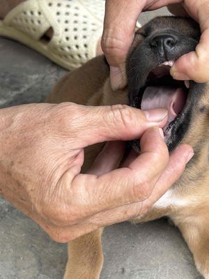 Chó Phú Quốc con nhiều màu