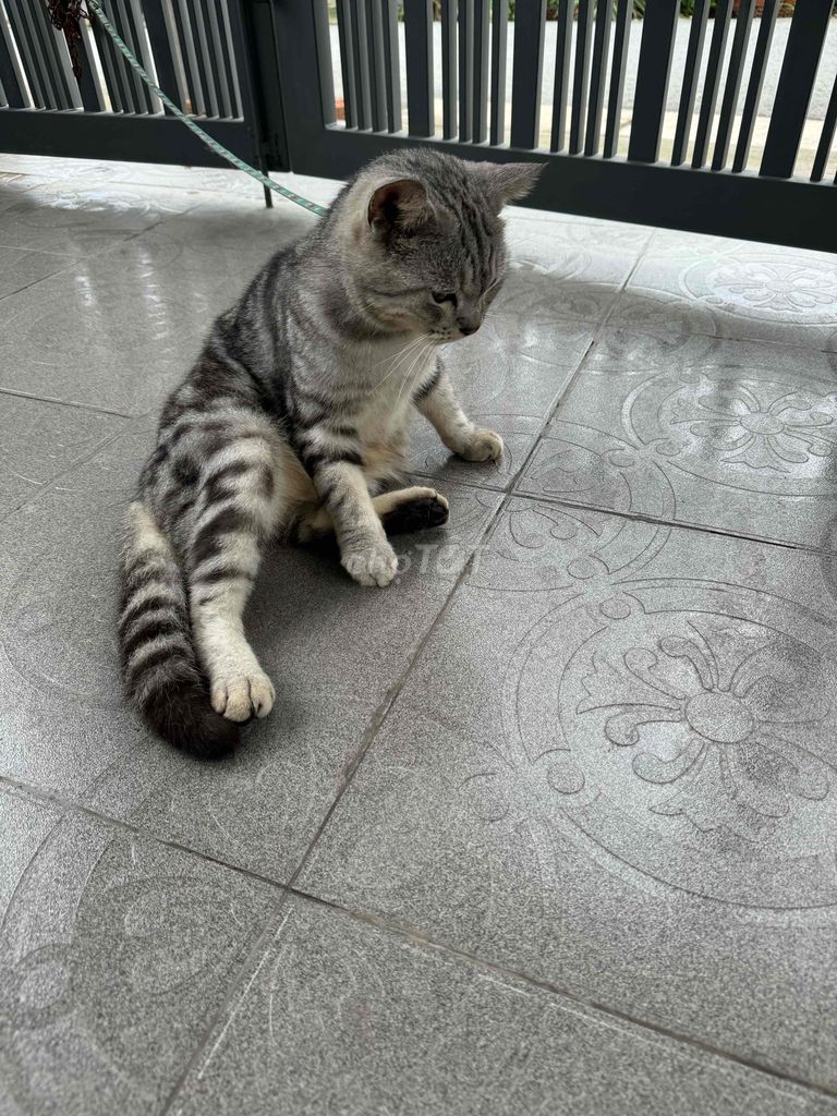 nhà cần bán mèo