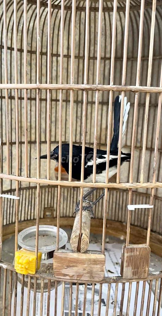 choè than rẻ. Mua bán Chim tại Quận Tân Bình Tp Hồ Chí Minh được đăng bởi Minh Khôi hình 1