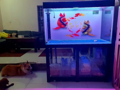 cần thanh lý hồ cá. Mua bán Phụ kiện, Thức ăn, Dịch vụ tại Quận 12 Tp Hồ Chí Minh được đăng bởi dat