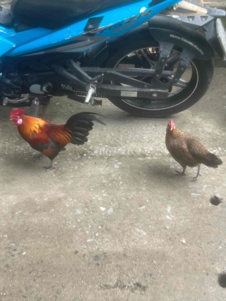 600k một cặp. Mua bán Gà tại Quận Liên Chiểu Đà Nẵng được đăng bởi minh đức hà hình 1