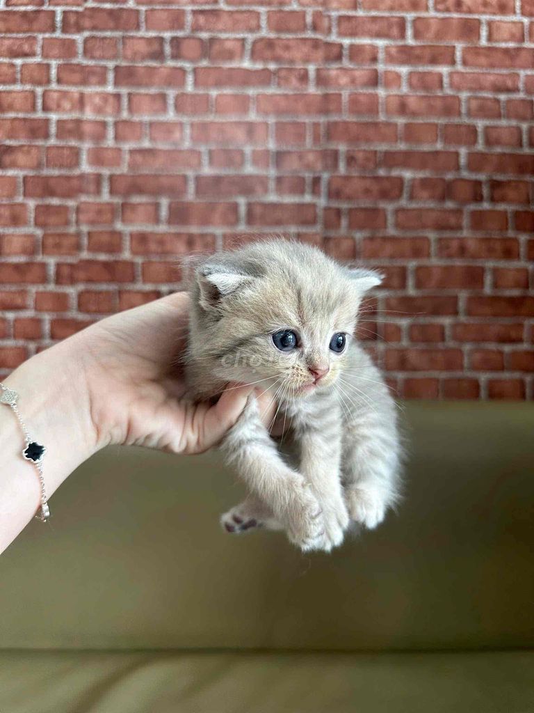 Mèo anh lông ngắn xám xanh, hyma, blue tabby