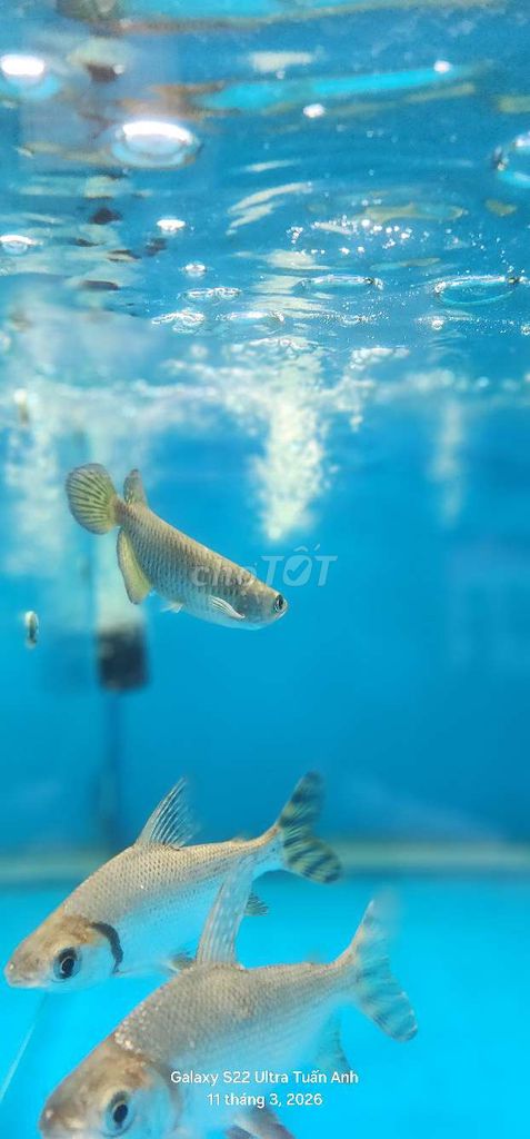 Kim Long Úc 12-13cm chuẩn chỉ cho anh em chơi. Mua bán Thú cưng khác tại Huyện Cần Giuộc Long An được đăng bởi Tuấn Anh Cá Kiểng Online hình 1