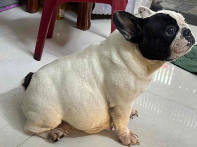 Chó Bull Pháp Đen trắng cả mẹ và con