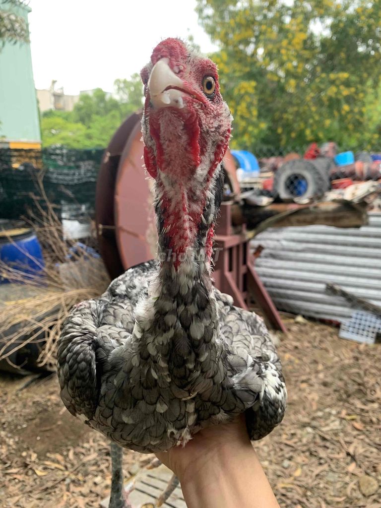 Gà đòn 03. Mua bán Gà tại Thành phố Cam Ranh Khánh Hòa được đăng bởi Nguyen Manh hình 1
